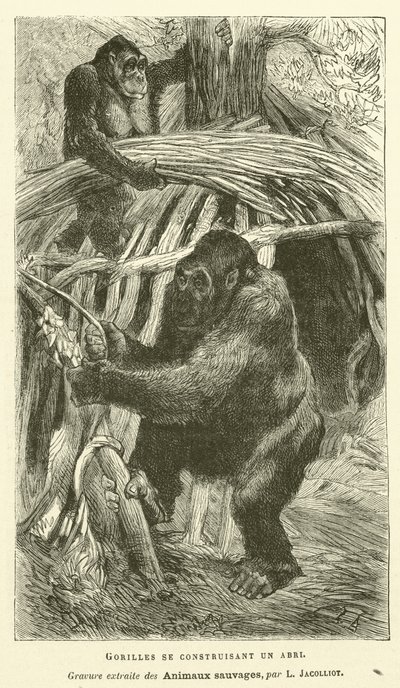 Gorillaer, der bygger et ly (gravering) af French School