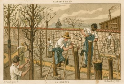 Pode træer af French School