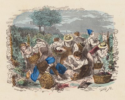 Drueplukning i en vingård (farvet gravering) af French School
