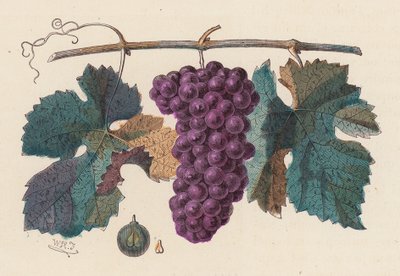 Vindrue (farvet gravering) af French School