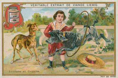 Greyhound og puddel af French School