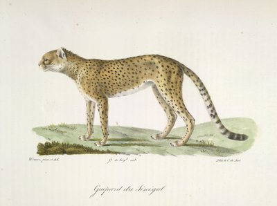 Senegal Cheetah, fra Natural History of Pattedyr (farve litho) af French School