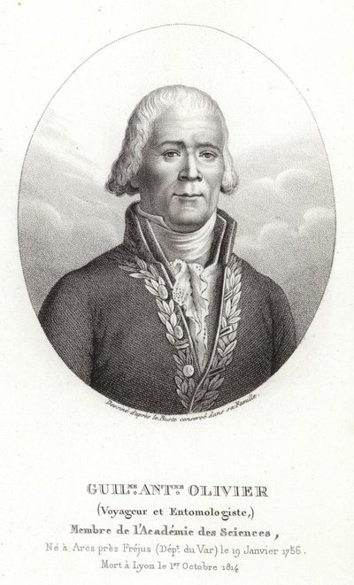 Guillaume Antoine Olivier af French School