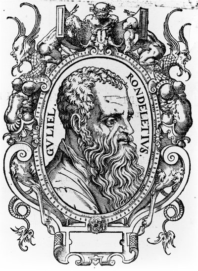 Guillaume Rondelet af French School