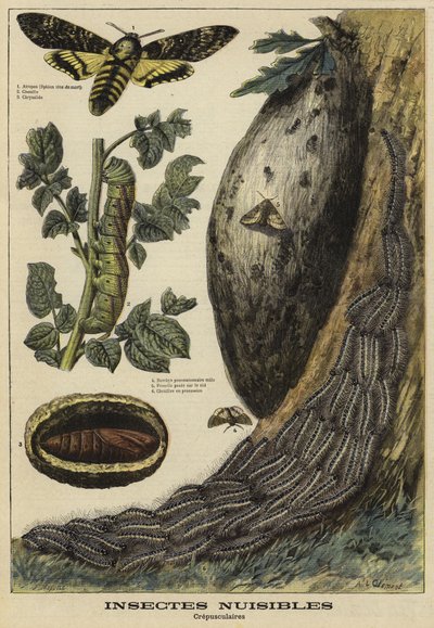 Skadelige insekter: Deaths Head Hawkmoth af French School