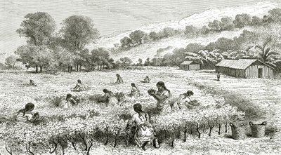 Harvest of Coca, Peru, illustration fra magasinet Le Tour du Monde, 1877 af French School