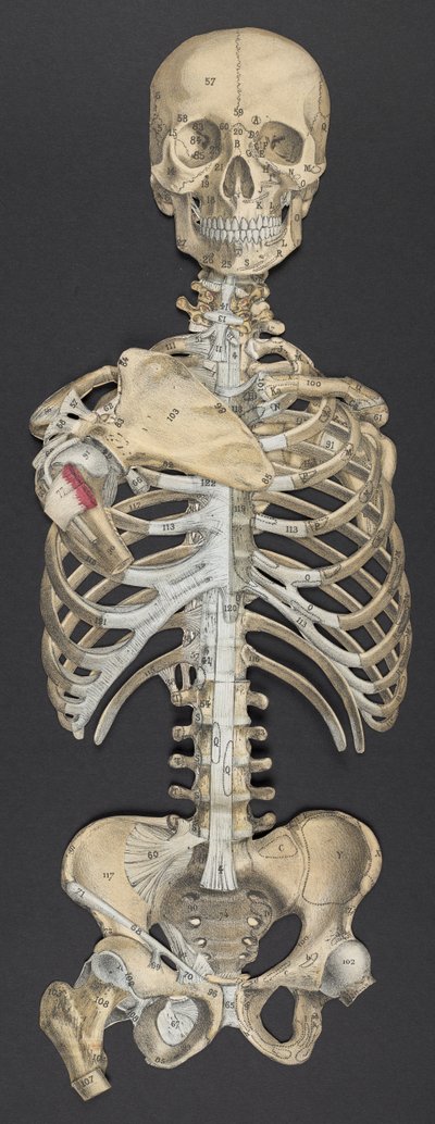 Hoved og torso, fra 