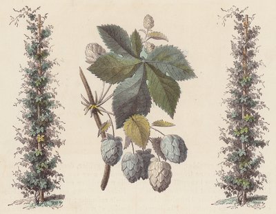 Humle til ølfremstilling (farvet gravering) af French School
