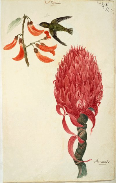 Kolibri (Trochilidae) og ananas (Ananas comosus) af Lejeune af French School