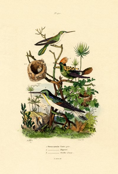 Kolibrier, 1833-39 af French School