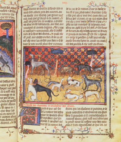 Jagthunde af Gaston III, greve af Foix Phebus jægeren (1331-91), fra Livre de la Chasse, 1387-89 (gouache på pergament) af French School