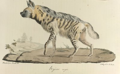 Hyæne, en stribet hyæne, fra Natural History of Pattedyr (farve litho) af French School