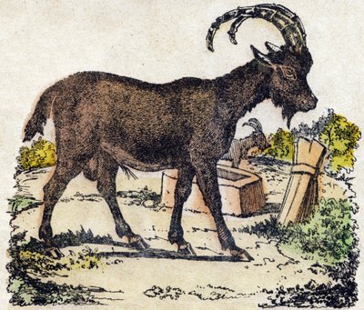 Ibex. Indgravering i "" Alphabet des animaux sauvages "". 9. serie. Billede af Epinal, Pellerin, trykkeri-udgiver, ca. 1870. Graveringer på træ, stencileret. 16 sider. Mål: 20 x 15 cm. Privat samling af French School