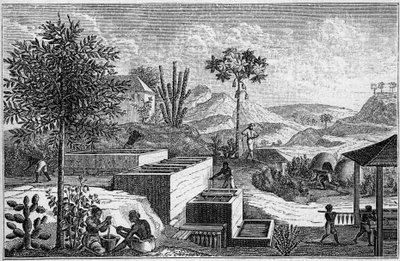 Indigoterie i Senegal i det 17. århundrede. af French School