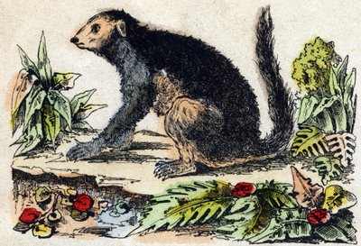 Indri (lemurisk). Indgravering i "" Alphabet des animaux sauvages "". 9. serie. Billede af Epinal, Pellerin, trykkeri-udgiver, ca. 1870. Graveringer på træ, stencileret. 16 sider. Mål: 20 x 15 cm. Privat samling af French School