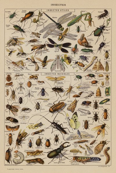 Insekter (farvelitografi) af French School