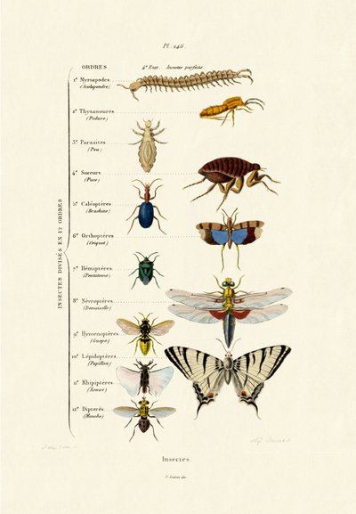 Insekter, 1833-39 af French School