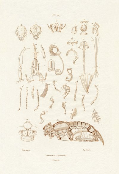 Insekter, 1833-39 af French School
