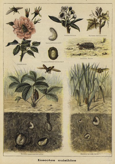 Insekter, der er skadelige for landbruget af French School