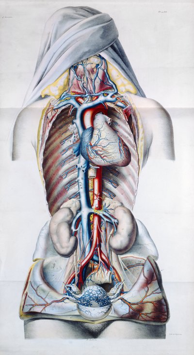 Indre organer af en kvinde, plade fra anatomisk, fysiologisk og patologisk forskning i venesystemet af Gilbert Breschet (1784-1845) indgraveret af Engelmann, Paris, 1829 af French School