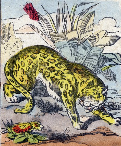 Jaguar. Indgravering i "Buffon Alphabet des Animaux". 3. serie N 1. Billeddannelse af Epinal, Epinal, slutningen af 1800-tallet. 16 sider. Mål: 28x21cm af French School