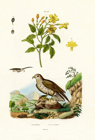 Jasmin, 1833-39 af French School
