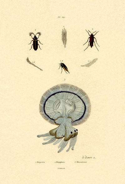 Vandmænd, 1833-39 af French School