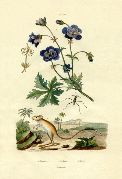 Jerboa, 1833-39 af French School