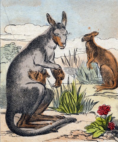 Kænguru. Indgravering i "Buffon Alphabet des Animaux". 3. serie N 1. Billeddannelse af Epinal, Epinal, slutningen af 1800-tallet. 16 sider. Mål: 28x21cm af French School