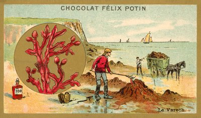 Kelp (chromolitho) af French School