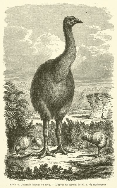 Kiwier og Dinormis enorme ou moa (gravering) af French School