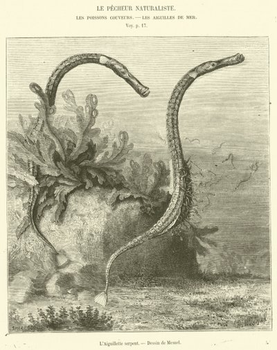 The Snake Aiguillette (gravering) af French School