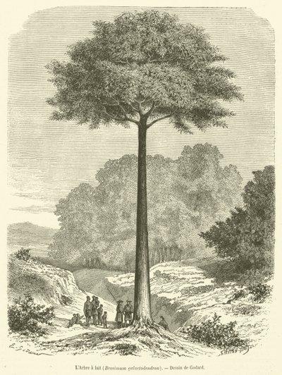 Mælketræet, Brosimum galactodendron (gravering) af French School