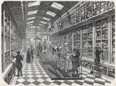 Paris School of Medicine - The Comparative Anatomy Gallery - Indgravering i "" Tableau-de-Paris"" af Edmond Texier 1852. af French School