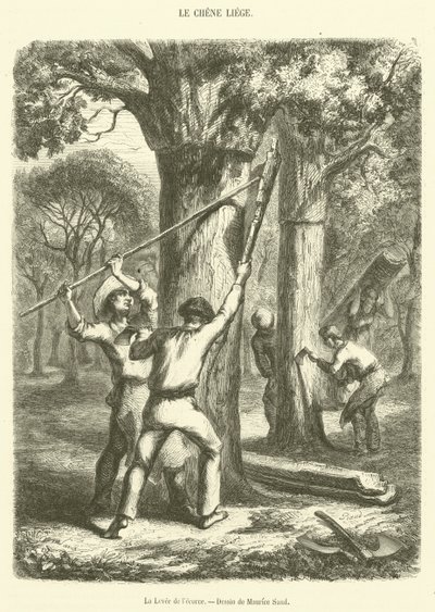 The Lifting of the Bark (gravering) af French School