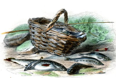 Taimen (Salmo Trutta), Chabotin cote (Collus Chabraea), pinaatti (Gasterosteus aculeatus), sammi (Gobio Gobio), kyvykäs (Alburnus Alburnus) - Bernard Germain de Lacepeden (1856-1925) luonnonhistoriallinen lautanen , P.Furme painos, Pariisi af French School
