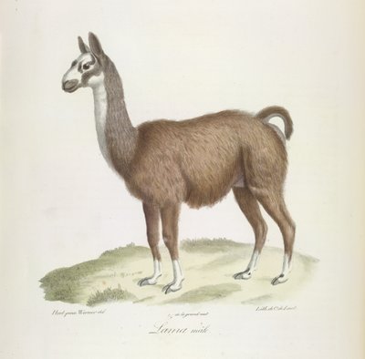 Han Lama, fra Natural History of Pattedyr (farve litho) af French School