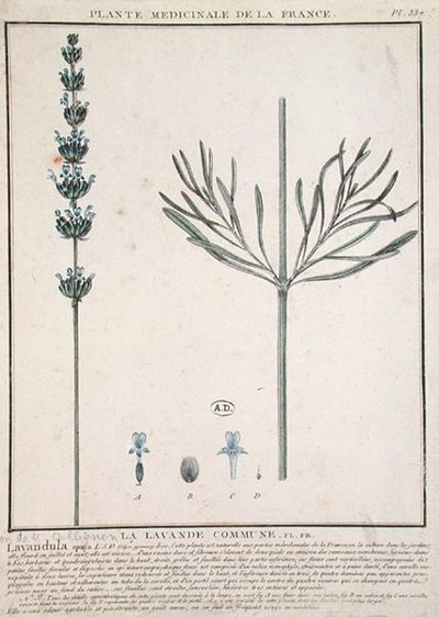 Lavender Spike, tallerken fra 