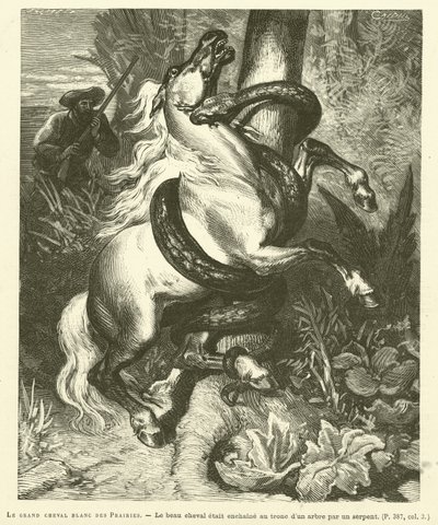 The Great White Horse Of The Prairies (gravering) af French School