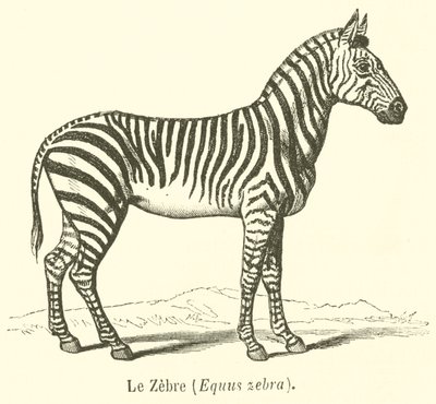 Le Zebre, Equus zebra (gravering) af French School