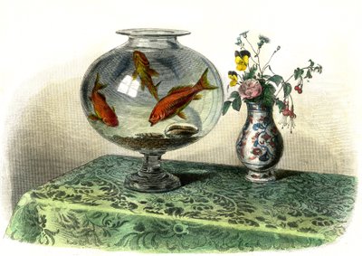 Den gyldne cyprin (Cyprinus Auratus) - Tallerken udvundet fra Histoire Naturelle af Bernard Germain de Lacepede (1856-1925), udgave P.Furme, Paris af French School