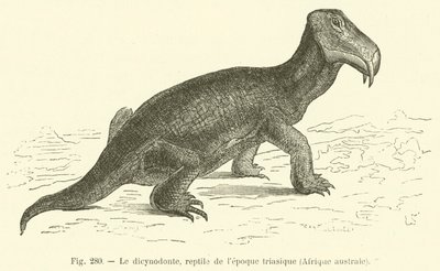 Dicynodonten, krybdyr fra triasperioden, det sydlige Afrika (gravering) af French School