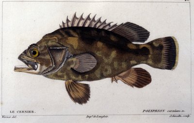 Gruppen ifølge "Natural history of fish"" af Cuvier, Valenciennes, Paris af French School