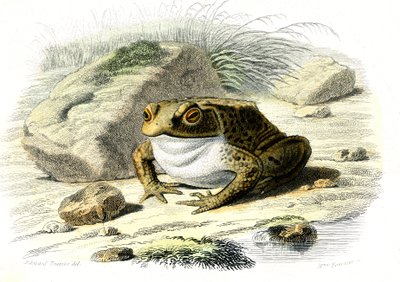 Le tudse (Bufo vulgaris) - Platte fra naturhistorie af Bernard Germain de Lacepede (1856-1925), udgave P.Furme, Paris af French School