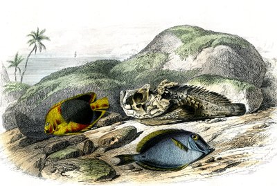 Tricoloren (Holocanthus tricolor), den forfærdelige og suget (Acanthurus Surgery) - Tallerken udvundet fra Histoire Naturelle af Bernard Germain de Lacepede (1856-1925), udgave P.Furme, Paris af French School