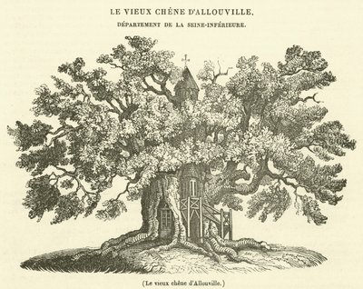 Den gamle eg i Allouville (gravering) af French School