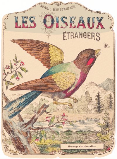 Les Oiseaux Étrangers: albumomslag. Charbonnière mesange, slutningen af det 19. århundrede (tryk) af French School
