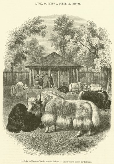 The Yaks, på Paris Natural History Museum (gravering) af French School