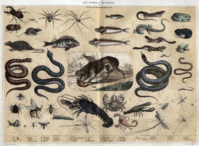Skadelige dyr. gravering af 1860 i "" les Recreations instructives "" Synoptisk maleri af Jules DELBRUCK. Privat samling. af French School