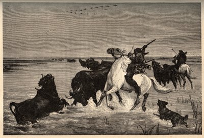 Okserne (kvægracen) af camargue efter maleriet af vayson- gravering i "" PATRIE" - gravering i "" PATILE"" - BESKRIVELSE PINTUREQUIRESSE DE LA FRANCE I 6 BIND AF LUCIEN HUARD - slutningen af ​​1800-tallet af French School